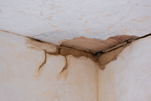 Best Mold removal after water damage  in Royal Palm Estates, FL