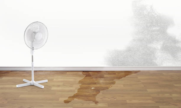 Best Carpet water damage restoration  in Royal Palm Estates, FL